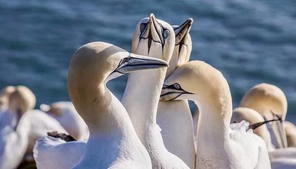 北京首钢队大胜，赢得赞赏和尊敬