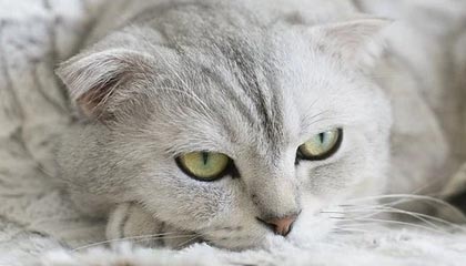 独行侠战胜快船，将系列赛拖进抢七局