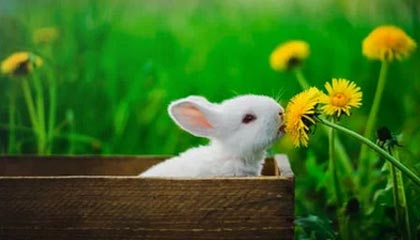 步行者隊後衛的超水準表現：当家球星的辉煌篇章